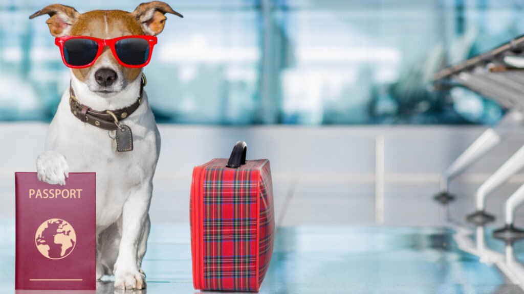 Why are There no Dogs in Dubai? Geeks Around World