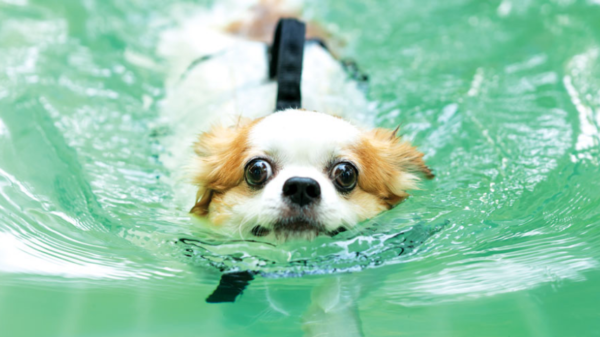 Do all dogs know how to swim